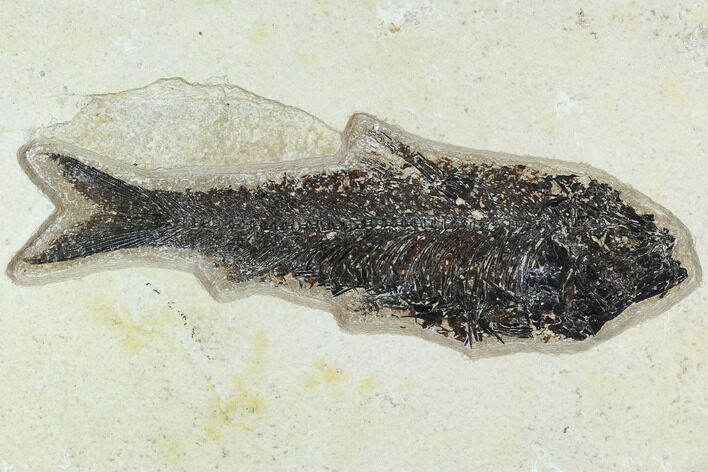 Fossil Fish (Knightia) - Green River Formation #129737